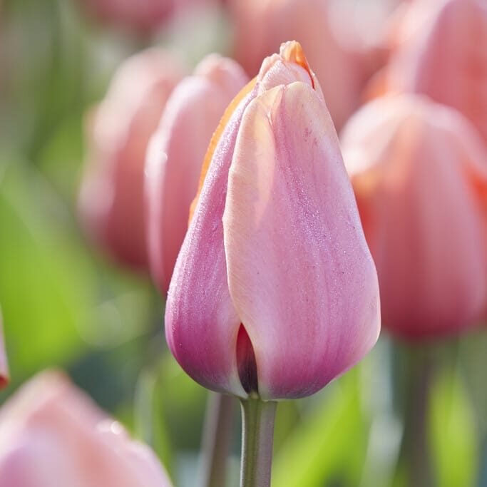 Tulipan 'Apricot Impression'