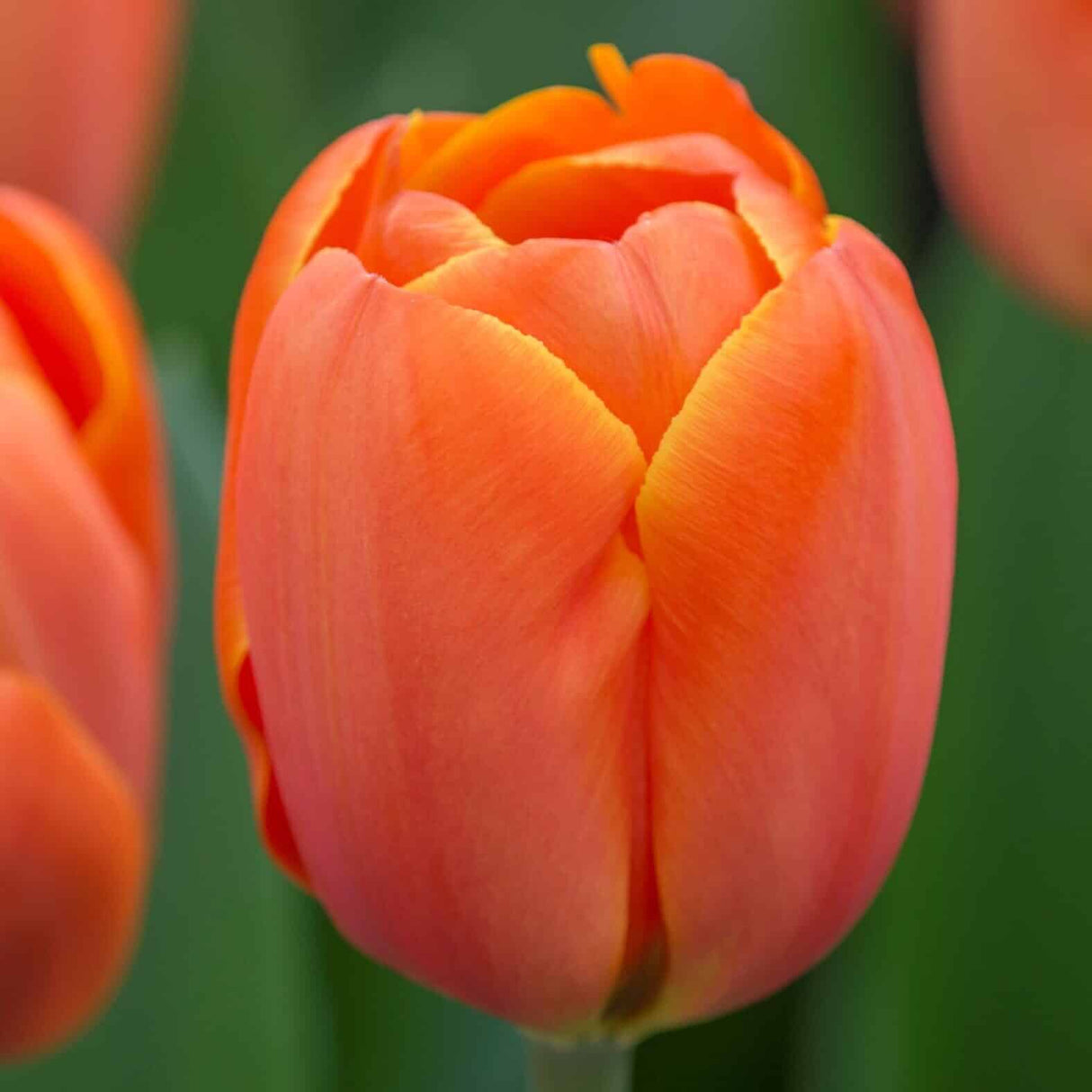 Tulipan 'Triple A'