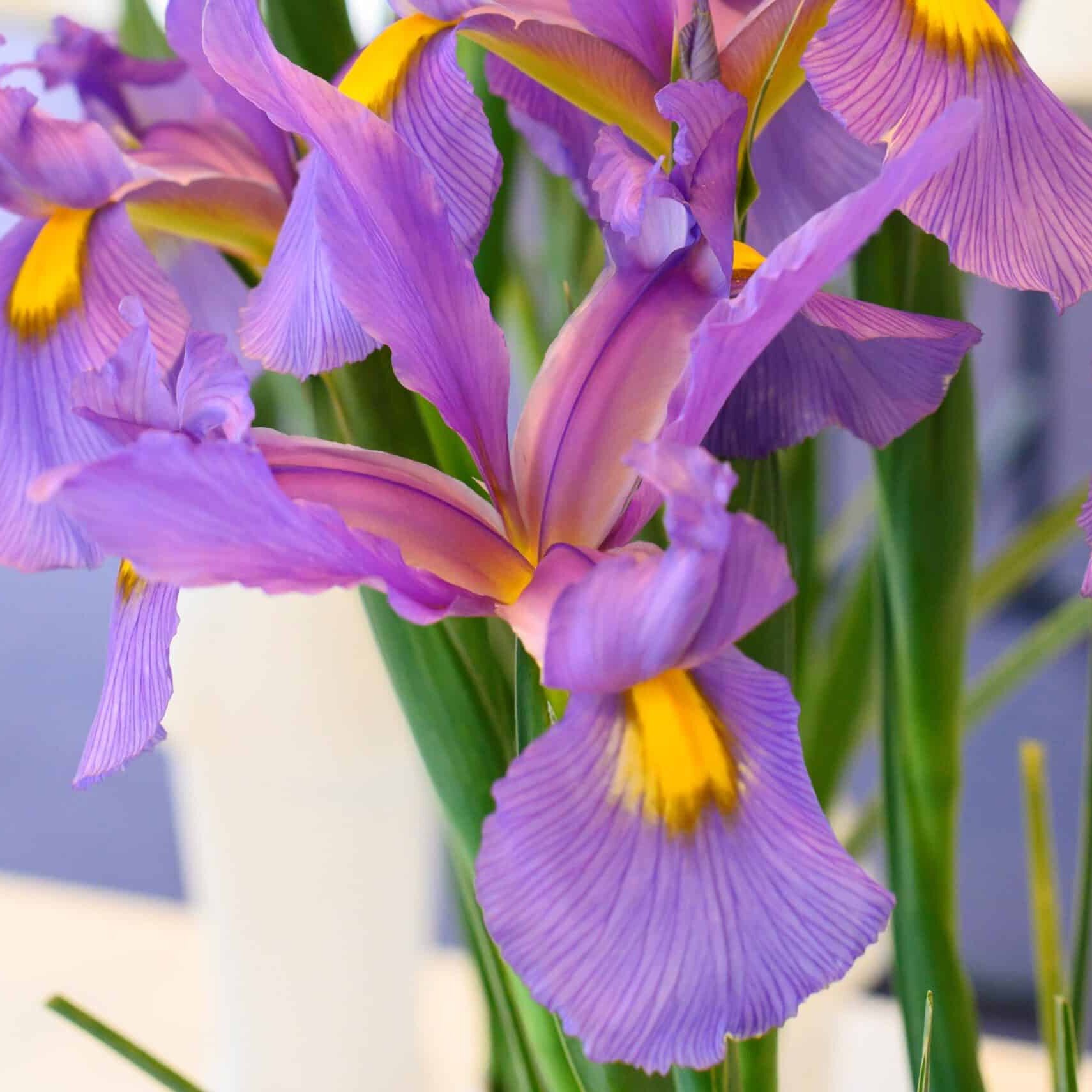 Iris hollandica 'Panther'®