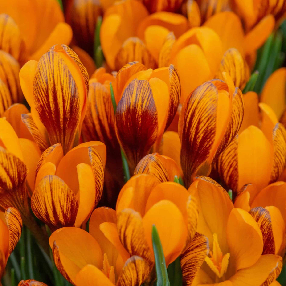 Krokus olivieri 'Orange Monarch' botanisk