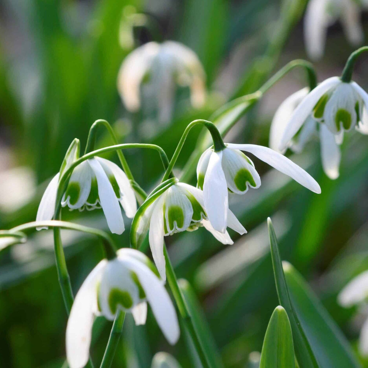 Vintergækker/Galanthus plicatus 'Dionysus'