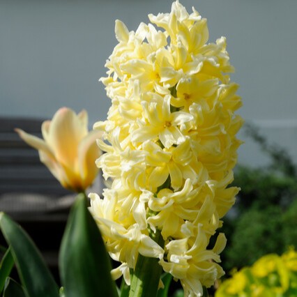Hyacint 'Yellow Queen'