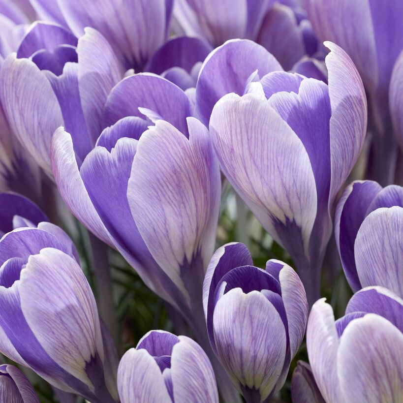 Krokus vernus 'Striped Bird' Semi-Storblomstrende
