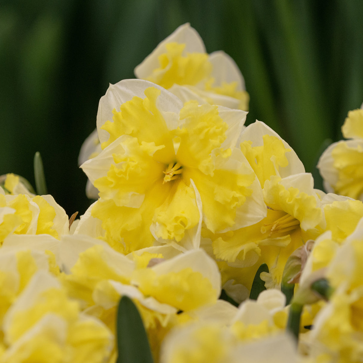 Narcissus 'Banana Splash'