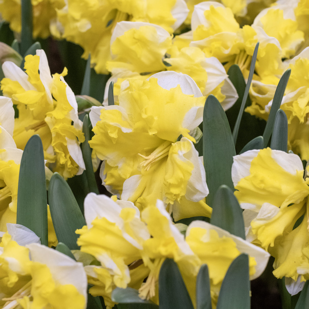 Narcissus 'Banana Splash'