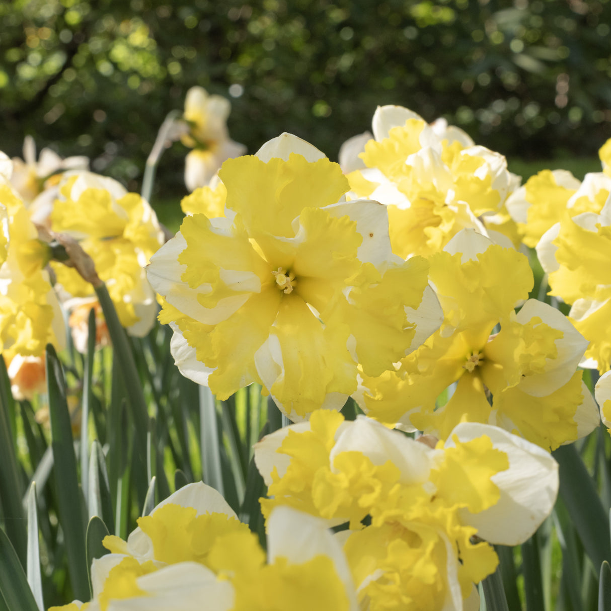 Narcissus 'Banana Splash'