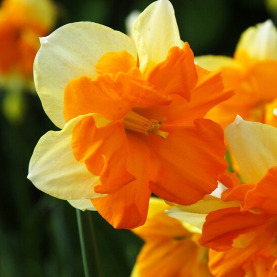 Narcissus 'Congress'