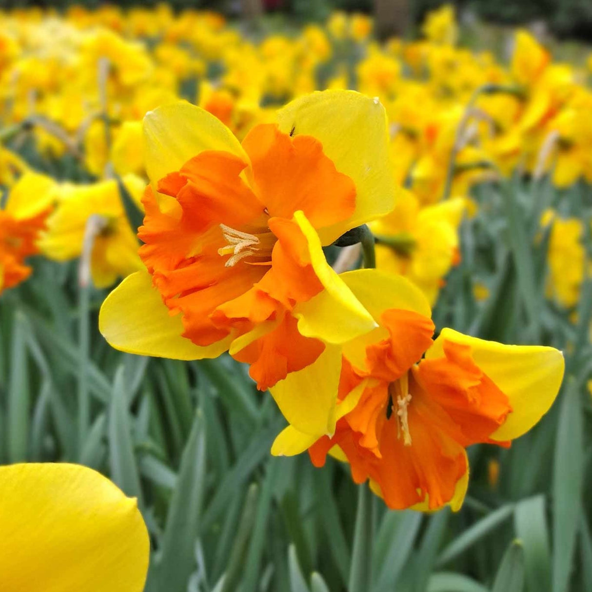 Narcissus 'Congress'