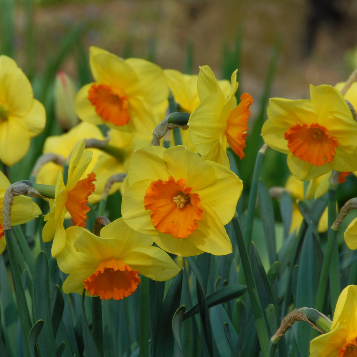 Narcissus 'Delibes'