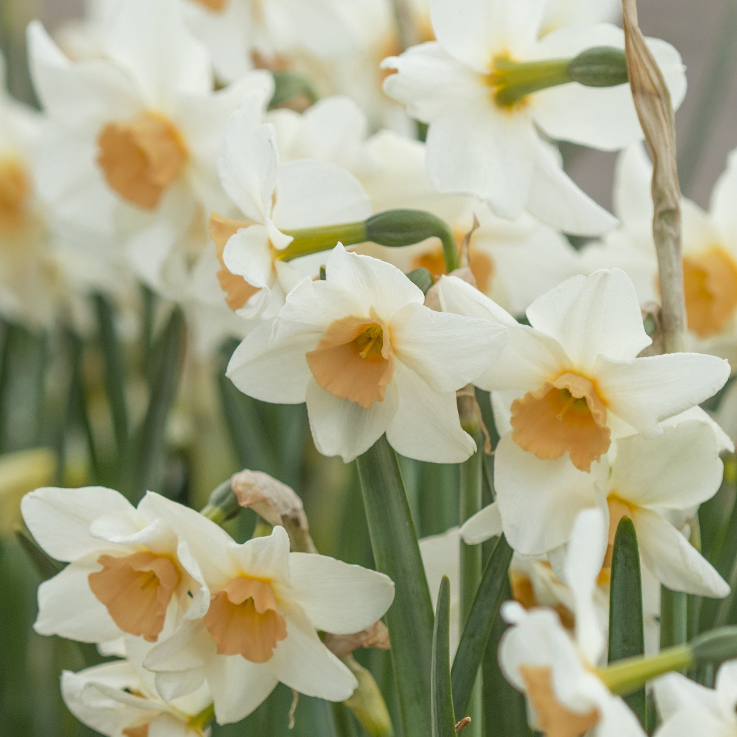 Narcissus jonquilla 'Doll Baby'