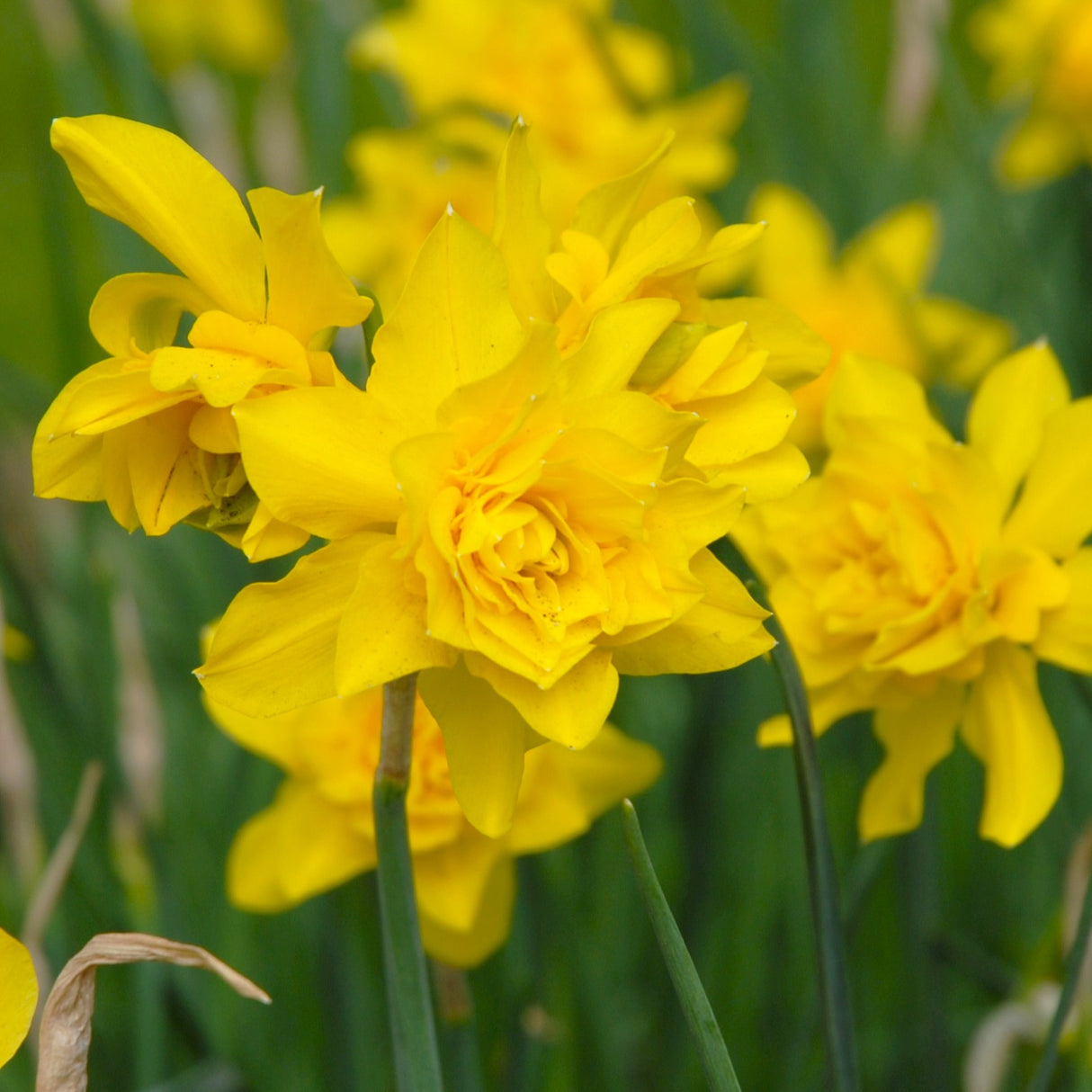 Narcissus jonquilla 'Double Campernelle'