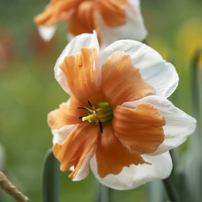 Narcissus 'Electrus'