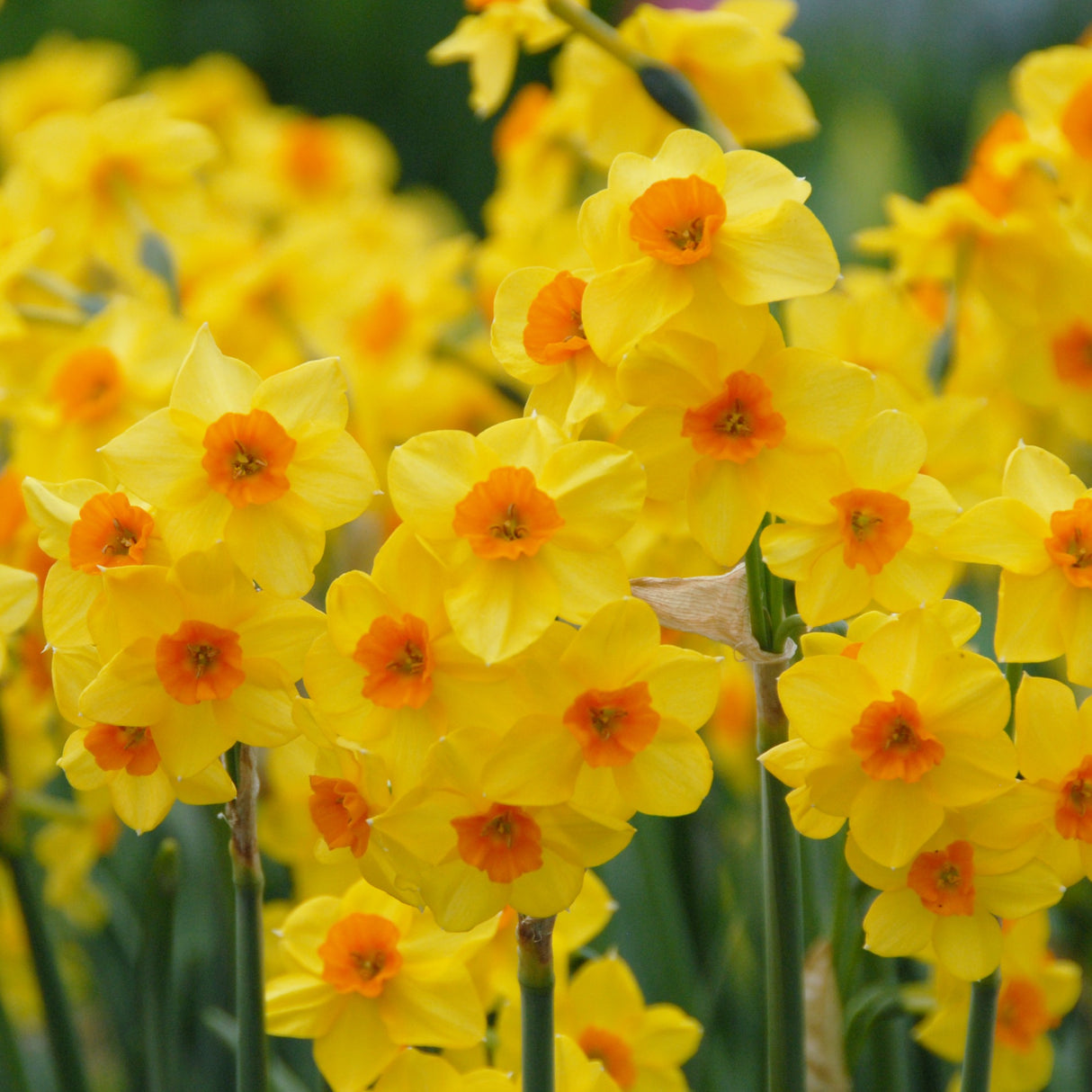 Narcissus 'Falconet'