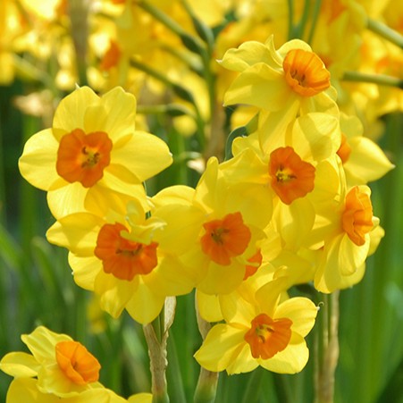 Narcissus 'Falconet'