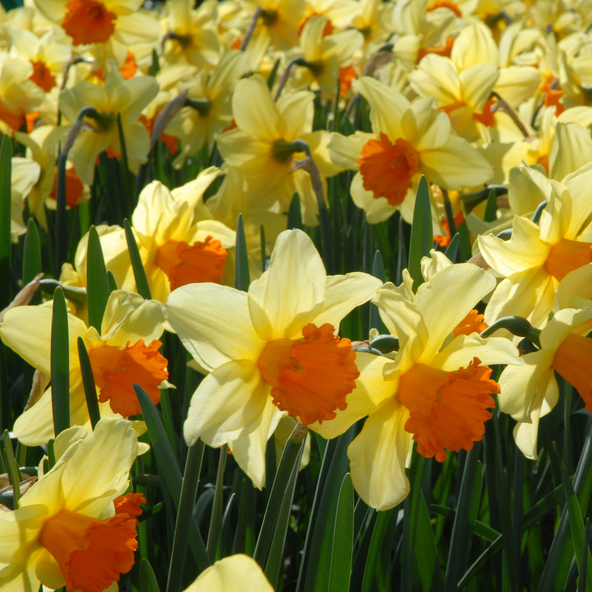 Narcissus 'Fortissimo'