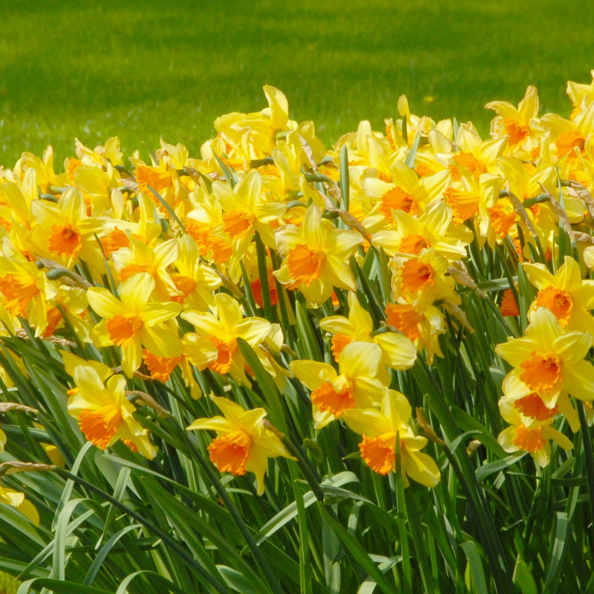 Narcissus 'Fortissimo'
