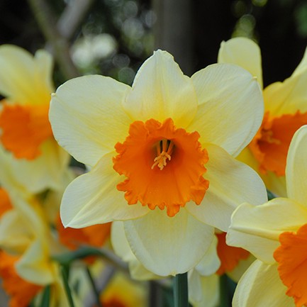 Narcissus 'Fortissimo'