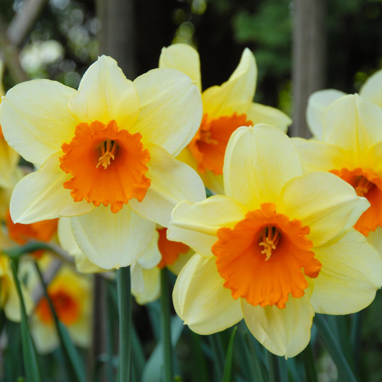Narcissus 'Fortissimo'