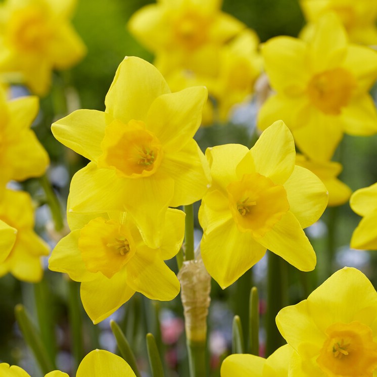 Narcissus jonquilla 'Garden Opera'