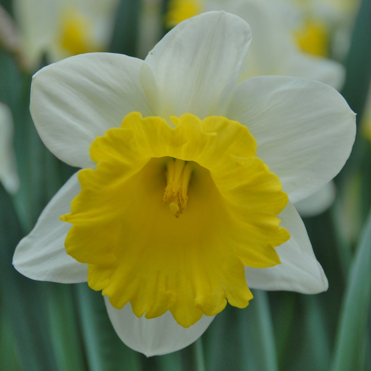 Narcissus 'Goblet'