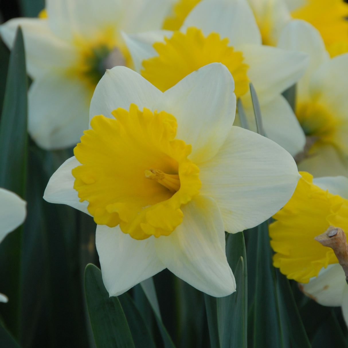 Narcissus 'Goblet'
