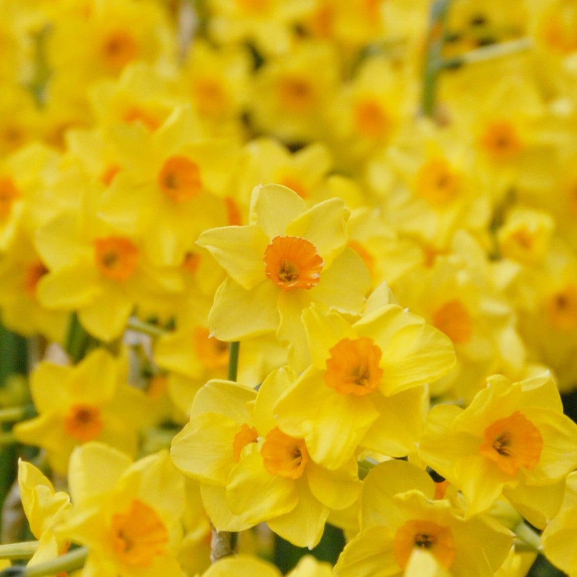 Narcissus 'Golden Dawn'