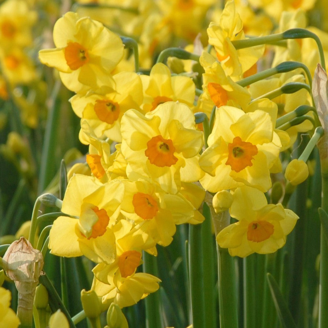Narcissus 'Golden Dawn'