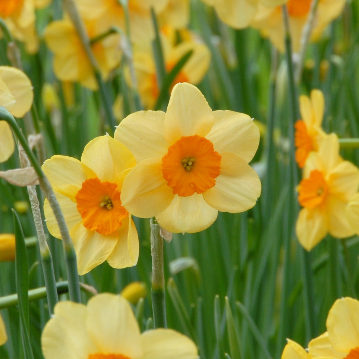 Narcissus jonquilla 'Kedron'