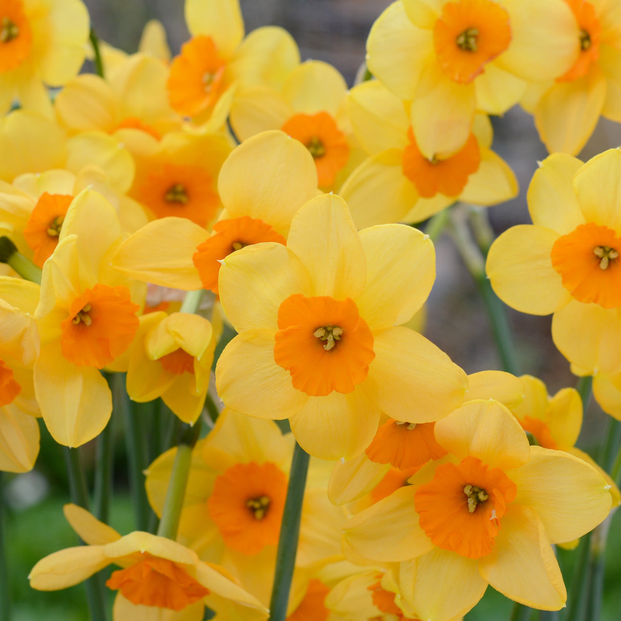 Narcissus jonquilla 'Kedron'