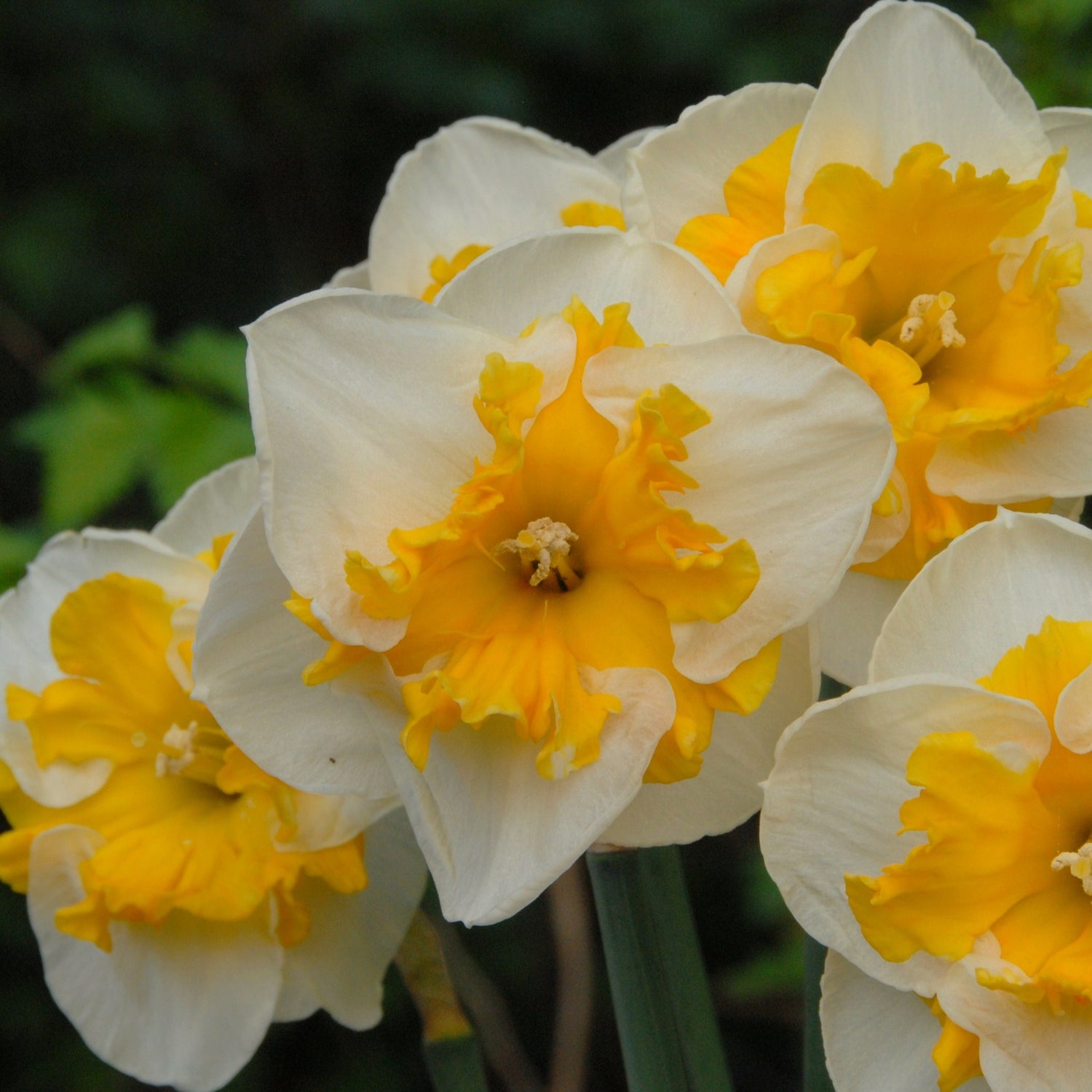 Narcissus 'Love Call'