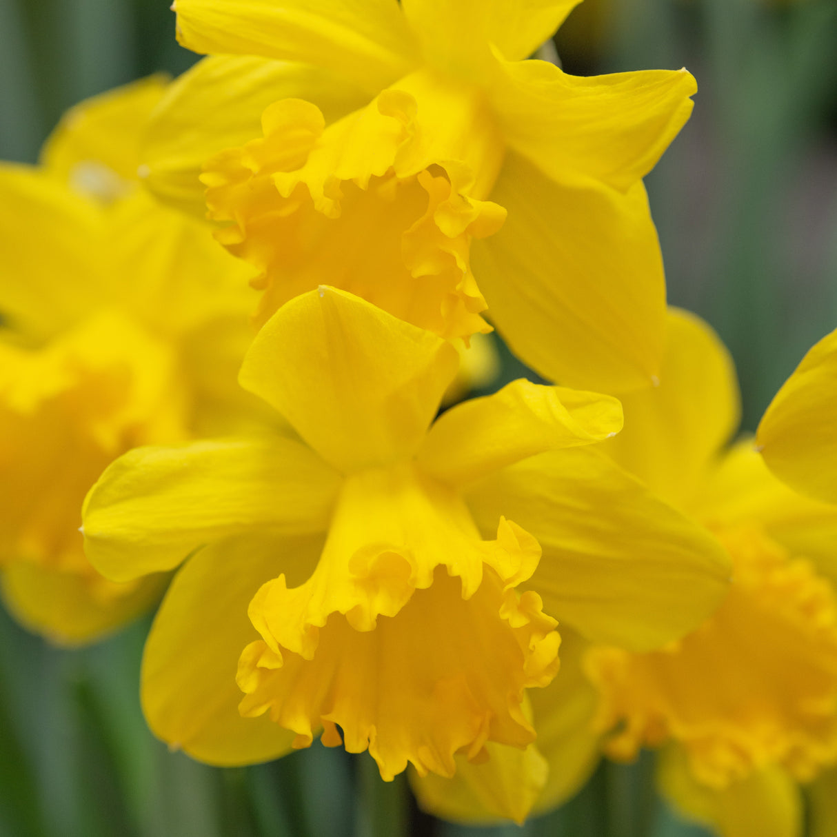 Narcissus 'Mando'