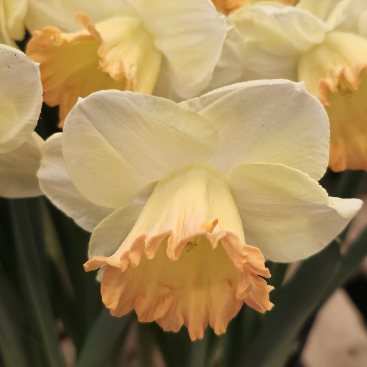 Narcissus 'Martha Stewart'