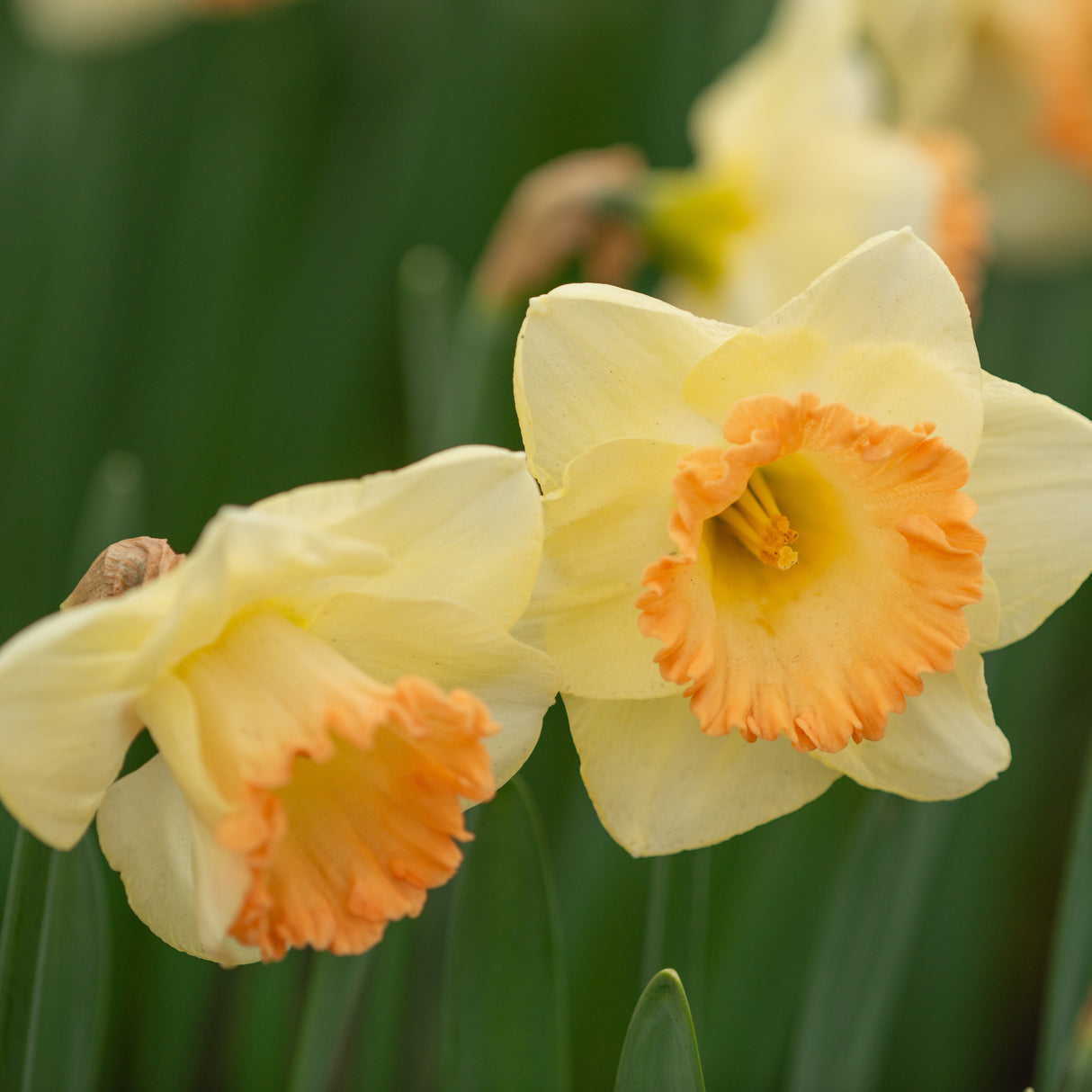 Narcissus 'Martha Stewart'