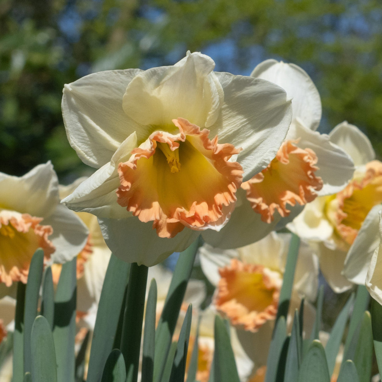 Narcissus 'Martha Stewart'