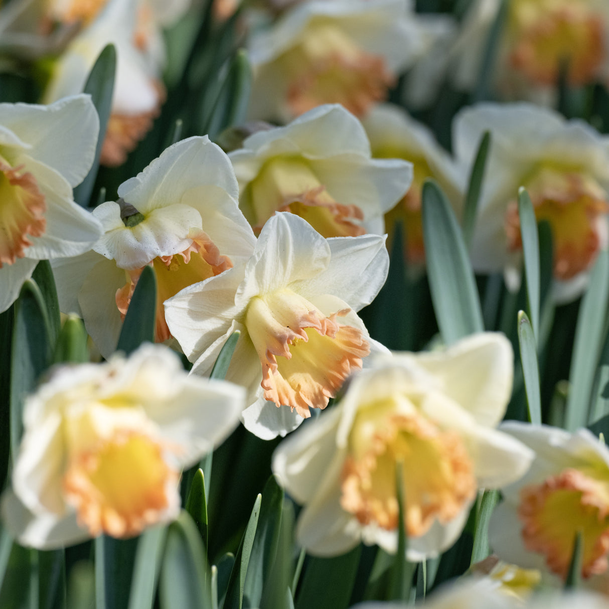 Narcissus 'Martha Stewart'