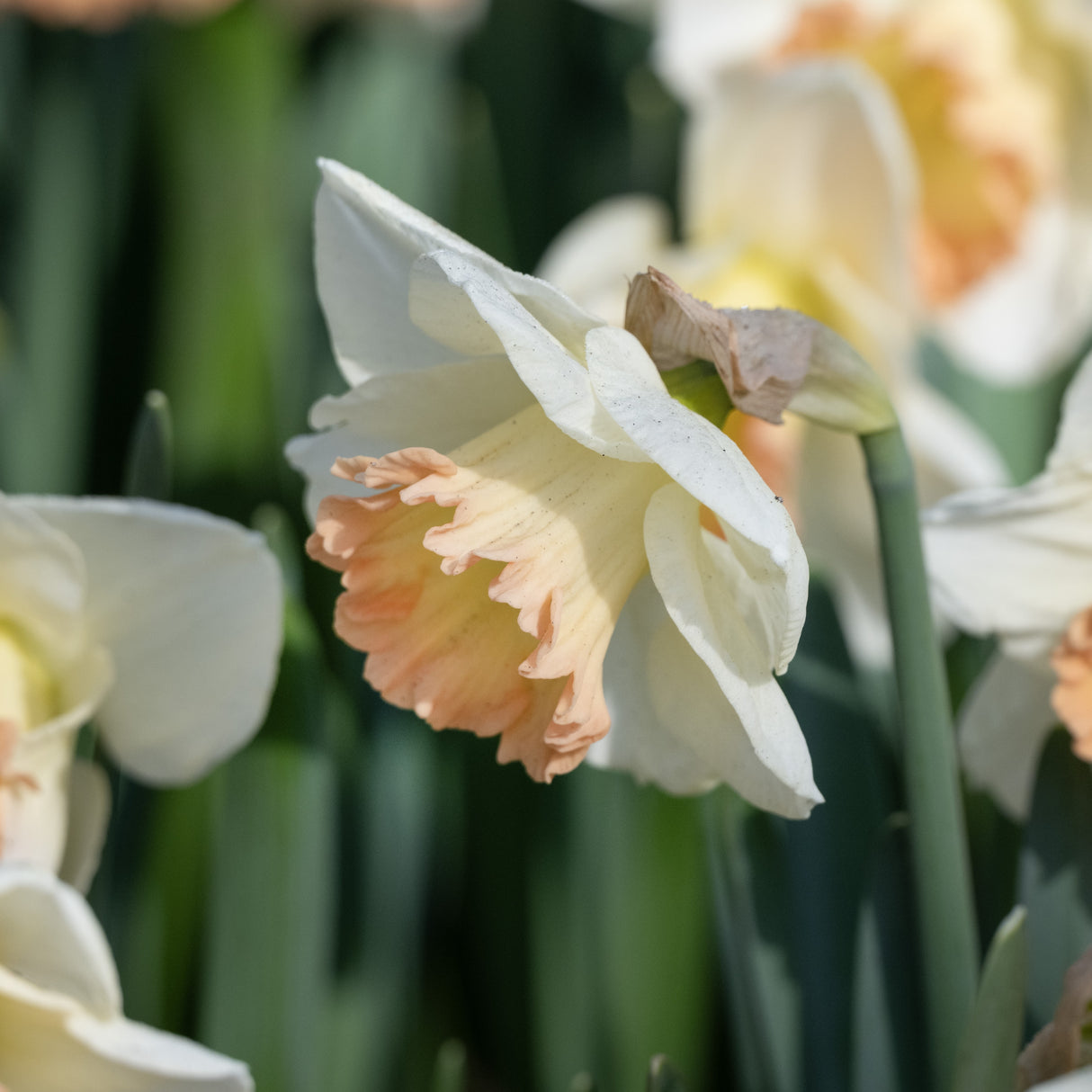 Narcissus 'Martha Stewart'