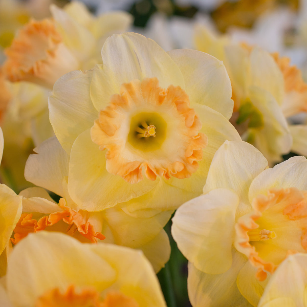 Narcissus 'Martha Stewart'