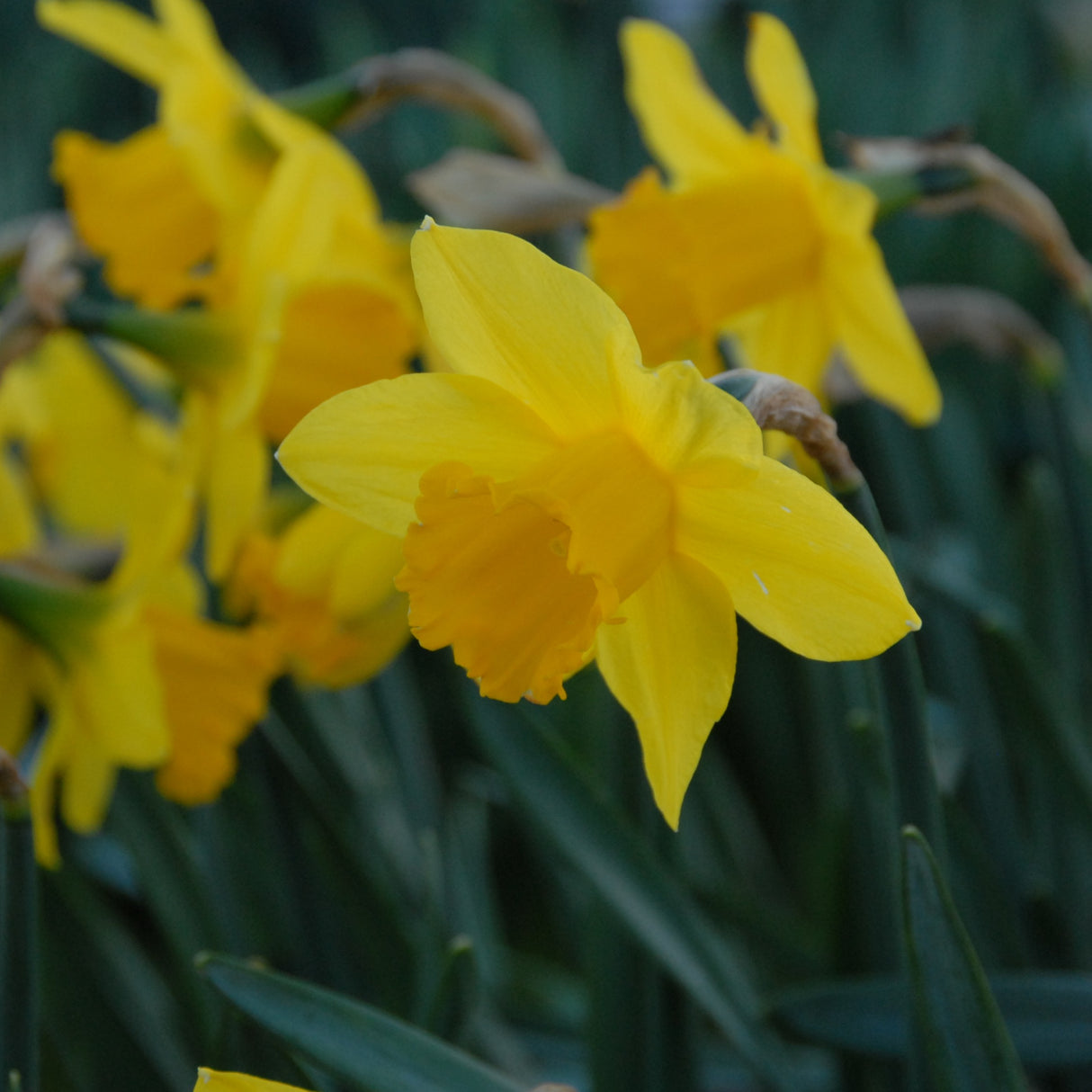 Narcissus 'Pentewan'