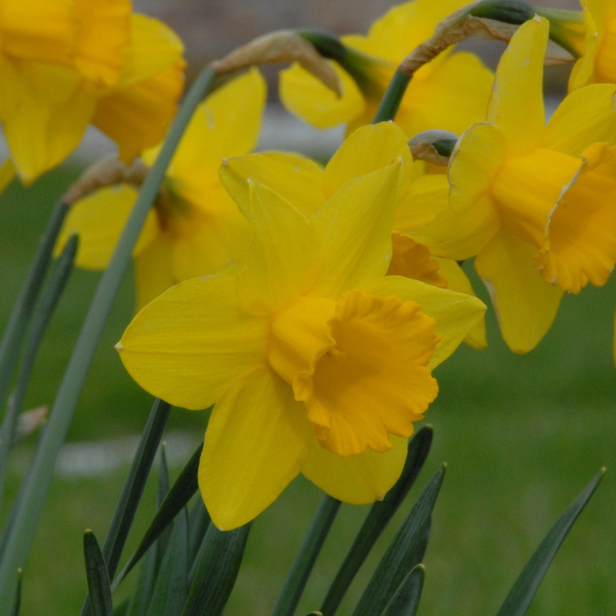 Narcissus 'Pentewan'