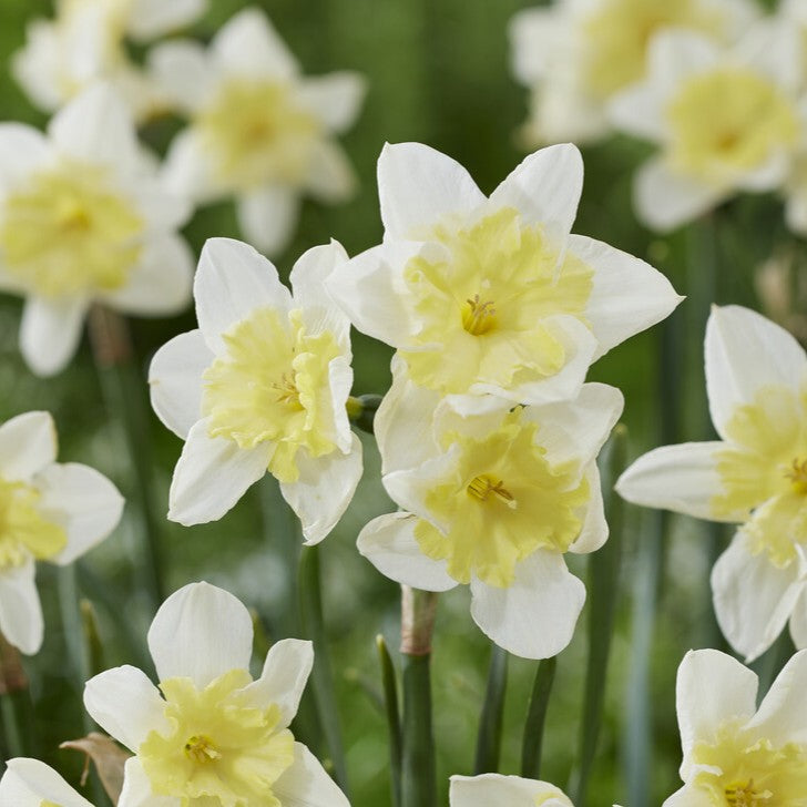 Narcissus 'Prom Dance'