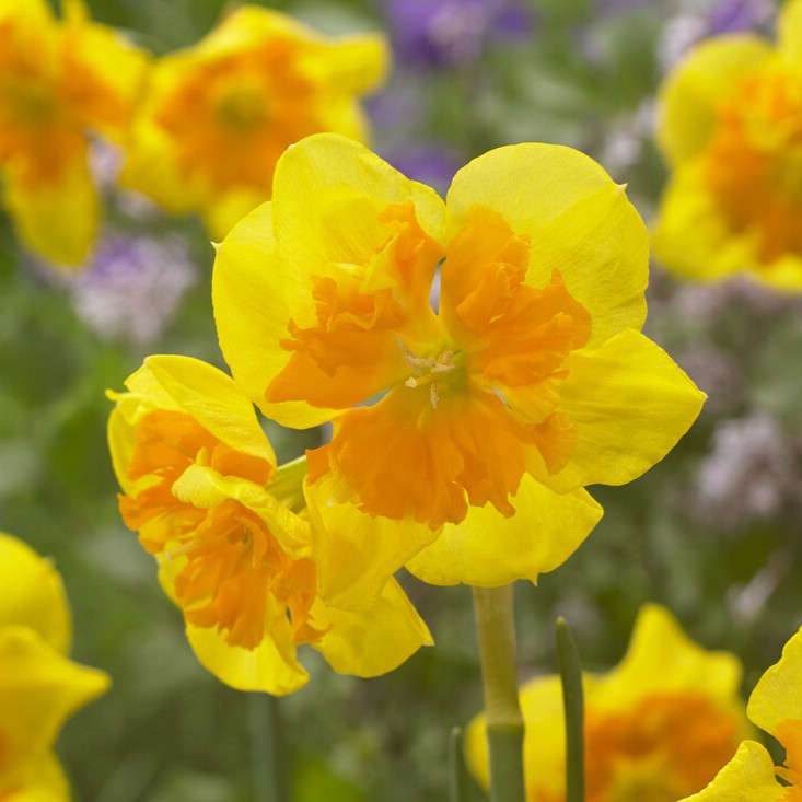 Narcissus 'Slice of Life'