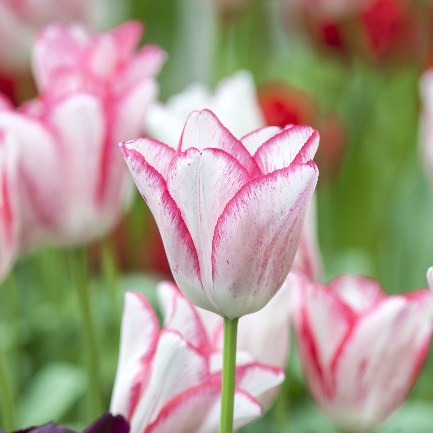 Tulipan 'Beauty Trend'