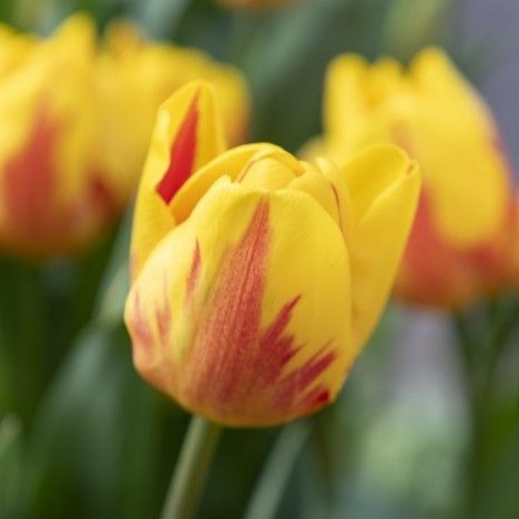 Tulipan 'Jakoba Mulder'