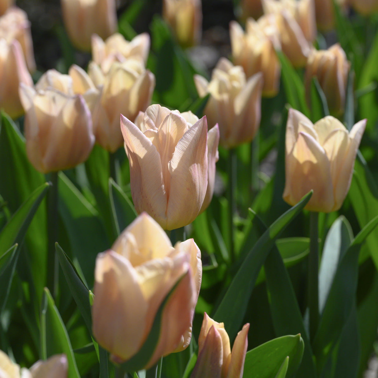 Tulipan 'Apricot Copex'