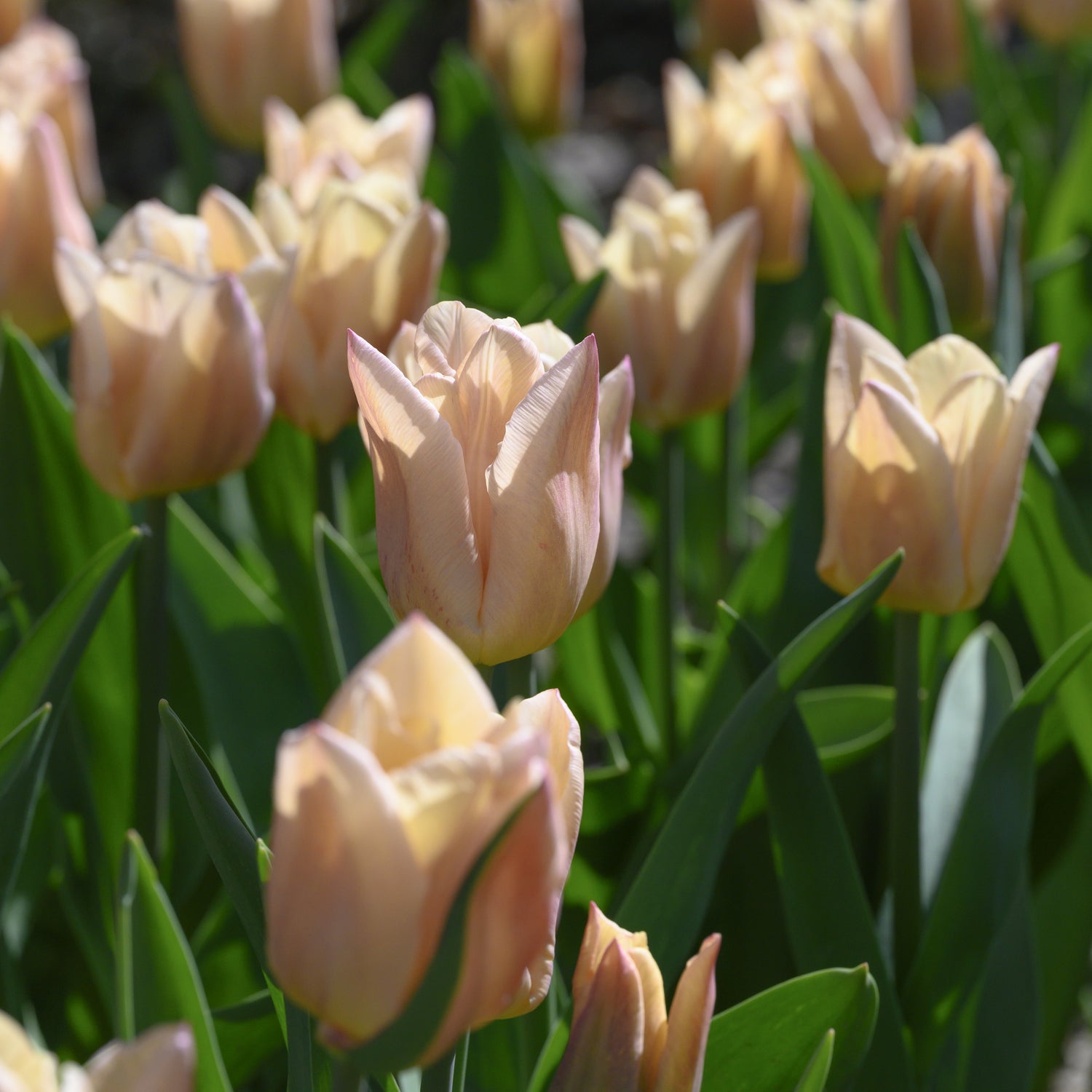 Tulipan 'Apricot Copex'