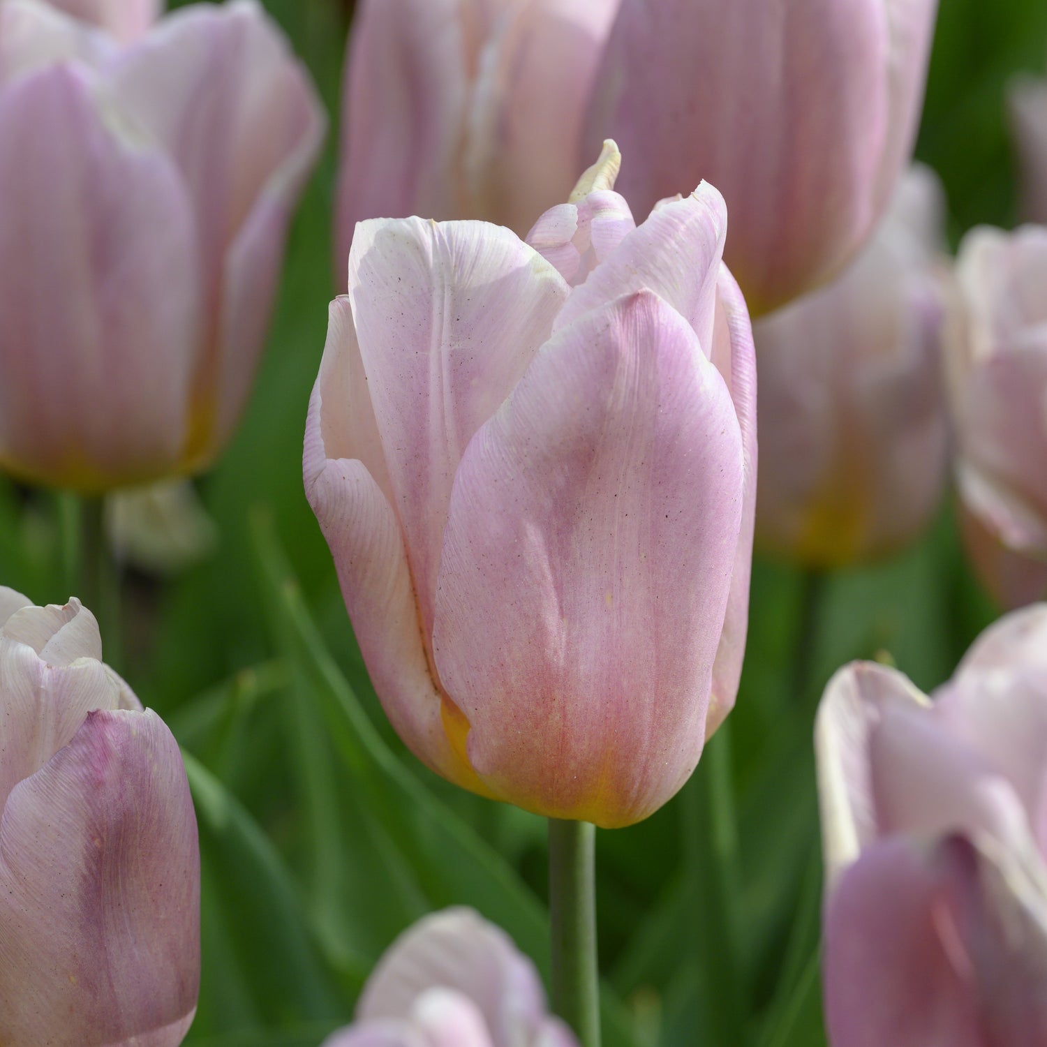 Tulipan 'Apricot Copex'