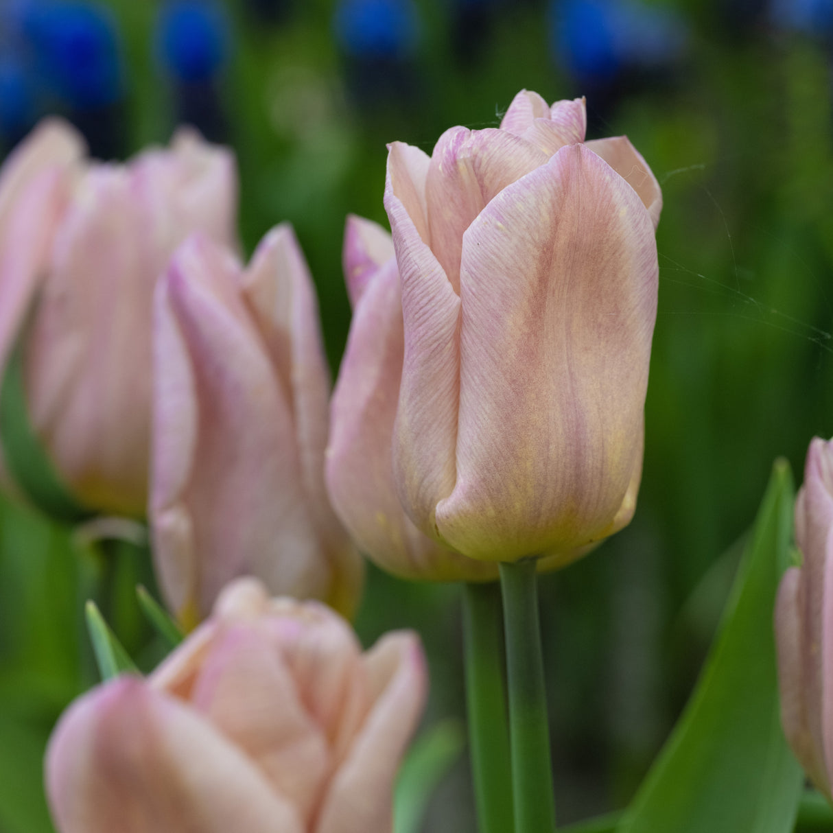 Tulipan 'Apricot Copex'