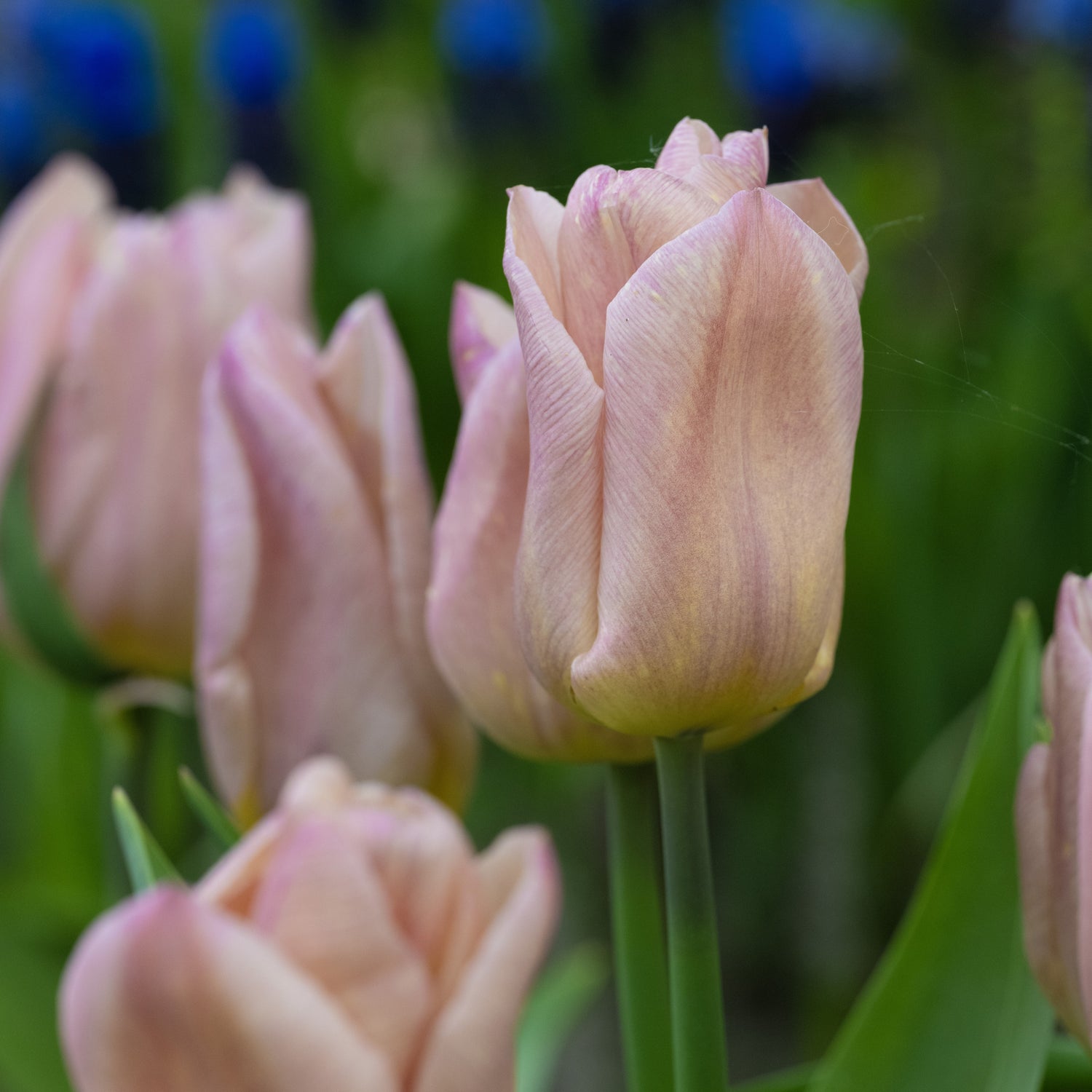 Tulipan 'Apricot Copex'