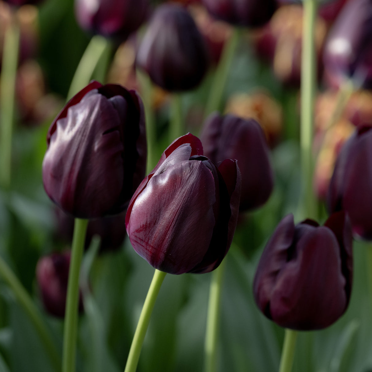 Tulipan 'Black Bean'