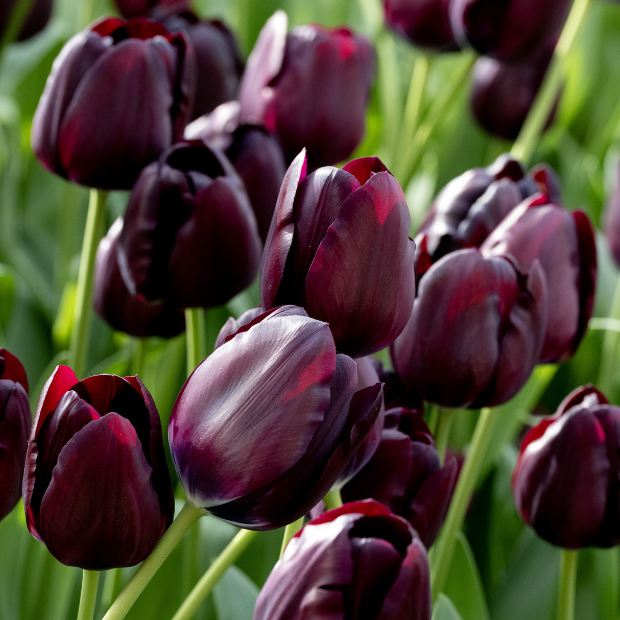 Tulipan 'Black Bean'